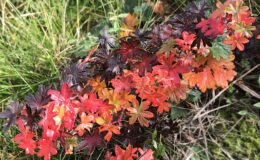 002 - die letzten herbstfarben